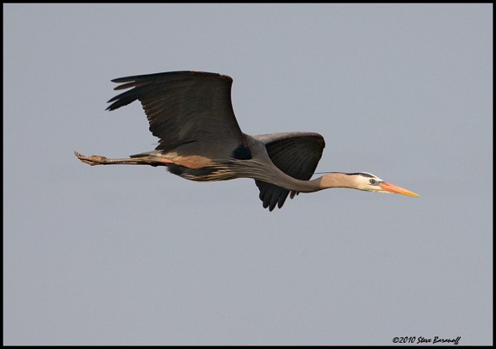 _0SB8279 great-blue heron.jpg